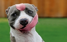 animals dogs funny 1920x1080 wallpaper 
